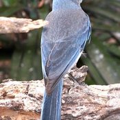 Mexican Jay